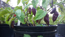Load image into Gallery viewer, Bhut Jolokia Purple/Red "Purple Ghost" (Pepper Seeds)