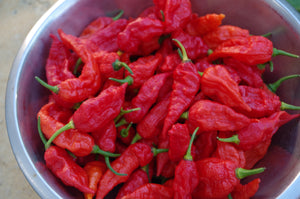 "Ghost" Bhut Jolokia Red (Pepper Seeds)