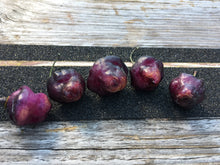 Load image into Gallery viewer, Roxa Lantern Black (Pepper Seeds)