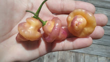Load image into Gallery viewer, Roxa Lantern (Pepper Seeds)
