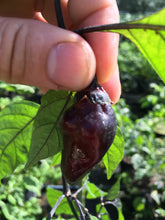 Load image into Gallery viewer, M.A.M.P. Bubblegum Black (Pepper Seeds)