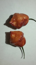 Load image into Gallery viewer, Taj Mahal Orange Tiger (Pepper Seeds)