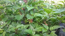 Load image into Gallery viewer, Bhut Jolokia Purple/Red "Purple Ghost" (Pepper Seeds)