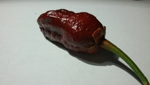 Load image into Gallery viewer, 7 Pot Bubblegum Chocolate (Pepper Seeds)