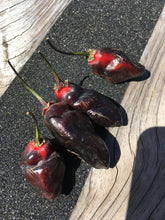 Load image into Gallery viewer, M.A.M.P. Bubblegum Black (Pepper Seeds)