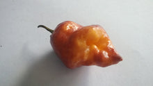 Load image into Gallery viewer, Taj Mahal Orange Tiger (Pepper Seeds)