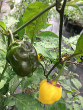 Load image into Gallery viewer, PurpleGum Yellow Bright (Pepper Seeds)