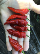 Load image into Gallery viewer, Red Tiger (Pepper Seeds)