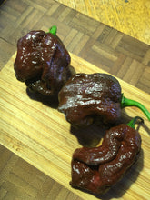 Load image into Gallery viewer, 7 Pot Chocolate (Pepper Seeds)