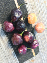 Load image into Gallery viewer, Roxa Lantern Black (Pepper Seeds)