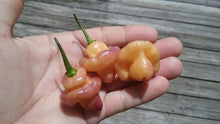 Load image into Gallery viewer, Roxa Lantern (Pepper Seeds)