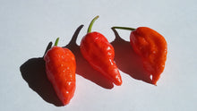 Load image into Gallery viewer, Bhut Jolokia Purple/Red "Purple Ghost" (Pepper Seeds)