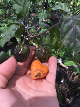 Load image into Gallery viewer, Purplegum Orange Bright (Pepper Seeds)