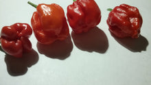 Load image into Gallery viewer, 7 Pot "007" Red (Pepper Seeds)