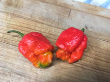 Load image into Gallery viewer, 7 Pot Douglah Billy Boy Red (Pepper Seeds)
