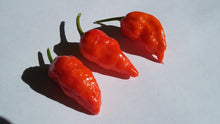 Load image into Gallery viewer, Bhut Jolokia Purple/Red "Purple Ghost" (Pepper Seeds)