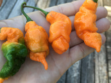 Load image into Gallery viewer, “Repossession” (BOC Reaper OG1)(Pepper Seeds)