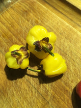Load image into Gallery viewer, PurpleGum Yellow Bright (Pepper Seeds)