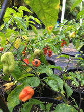 Load image into Gallery viewer, Purple BhutWrecker (Pepper Seeds)