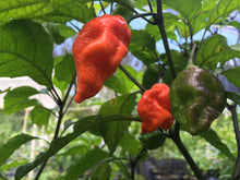 Load image into Gallery viewer, Primo Noir (Stinger Select) (Pepper Seeds)
