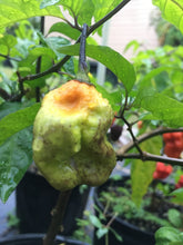 Load image into Gallery viewer, Purple BhutWrecker (Pepper Seeds)