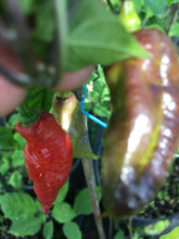 Load image into Gallery viewer, Red Tiger (Pepper Seeds)