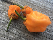 Load image into Gallery viewer, Purplegum Orange Bright (Pepper Seeds)