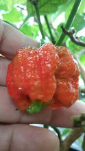 Load image into Gallery viewer, Trinidad Moruga Scorpion (Blend) (Pepper Seeds)