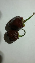 Load image into Gallery viewer, 7 Pot Bubblegum Chocolate (Pepper Seeds)