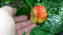 Load image into Gallery viewer, 7 Pot Chaguanas Red (Pepper Seeds)