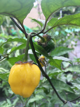 Load image into Gallery viewer, PurpleGum Yellow Bright (Pepper Seeds)