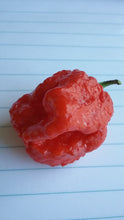 Load image into Gallery viewer, 7 Pot Jonah (Pepper Seeds)