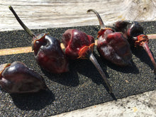 Load image into Gallery viewer, M.A.M.P. Bubblegum Black (Pepper Seeds)