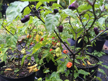 Load image into Gallery viewer, Purple BhutWrecker (Pepper Seeds)