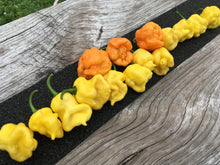 Load image into Gallery viewer, “Creamo” BOC X Primo (Cream) Pepper Seeds