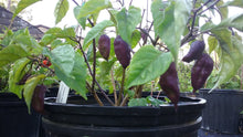 Load image into Gallery viewer, Bhut Jolokia Purple/Red "Purple Ghost" (Pepper Seeds)