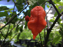 Load image into Gallery viewer, Primo Noir (Stinger Select) (Pepper Seeds)