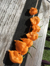 Load image into Gallery viewer, 7 Pot Douglah Peachy (Pepper Seeds)