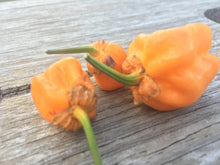 Load image into Gallery viewer, Purplegum Orange Bright (Pepper Seeds)