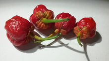 Load image into Gallery viewer, 7 Pot Bubblegum Red (Pepper Seeds)