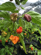 Load image into Gallery viewer, Purple BhutWrecker (Pepper Seeds)