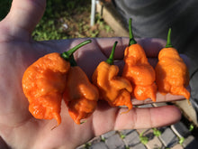 Load image into Gallery viewer, “Repossession” (BOC Reaper OG1)(Pepper Seeds)