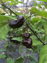 Load image into Gallery viewer, Primo Noir (Stinger Select) (Pepper Seeds)
