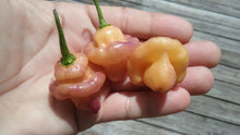 Load image into Gallery viewer, Roxa Lantern (Pepper Seeds)