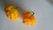 Load image into Gallery viewer, Scotch Brains (Pepper Seeds)