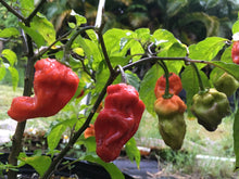 Load image into Gallery viewer, Purple BhutWrecker (Pepper Seeds)