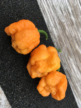 Load image into Gallery viewer, “Orange Creamo” (BOC X Primo Orange)(Pepper Seeds)