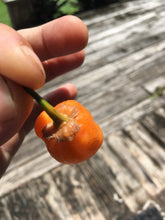 Load image into Gallery viewer, Purplegum Orange Bright (Pepper Seeds)