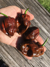 Load image into Gallery viewer, 7 Pot Brown (Pepper Seeds)