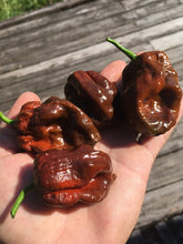 Load image into Gallery viewer, 7 Pot Brown (Pepper Seeds)